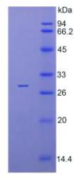 SDS-PAGE (IRAK4-7074H).jpg